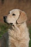 GOLDEN RETRIEVER 1054